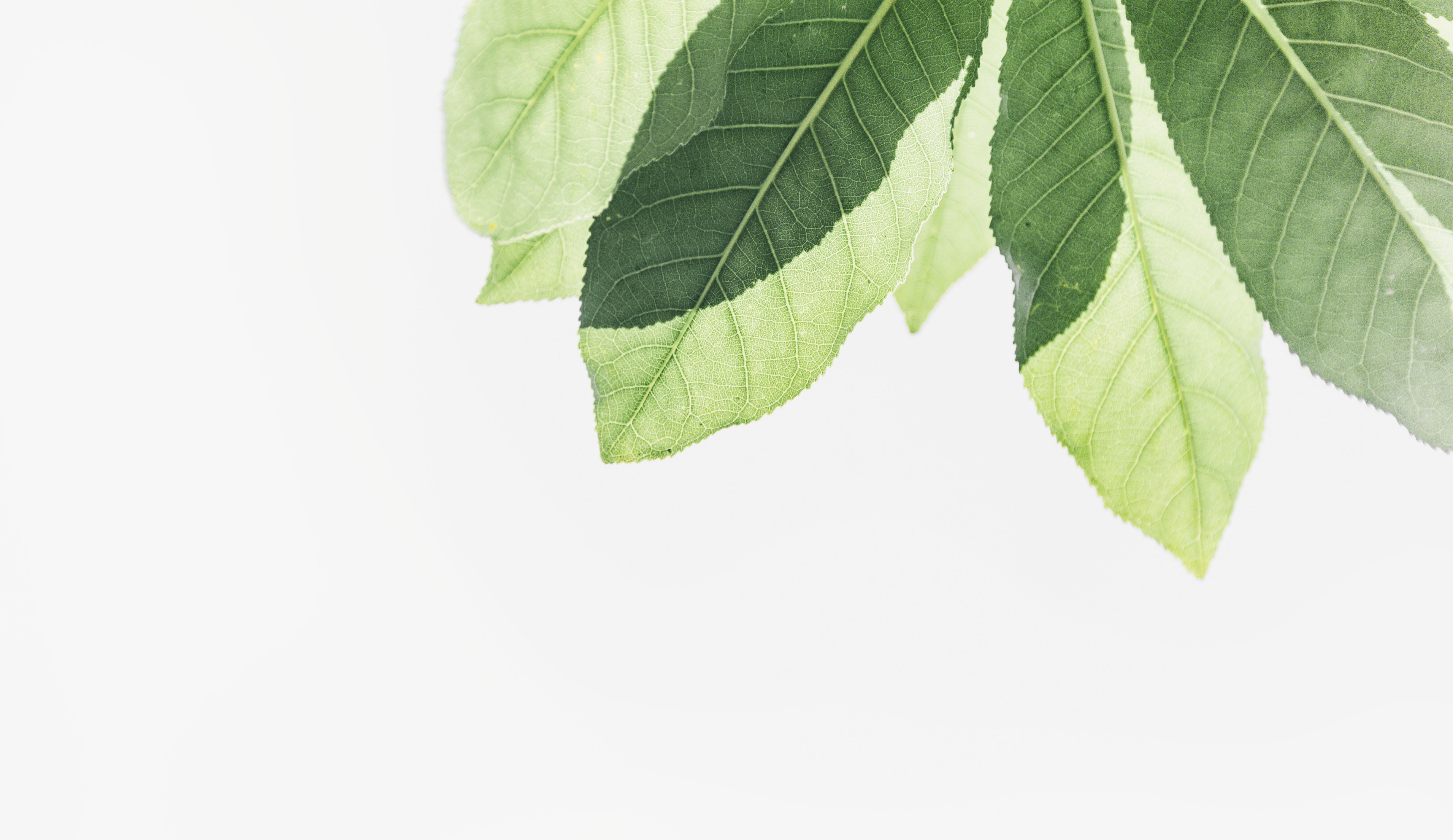 Plant Stem Cells In Skin Care Do They Really Work Fi ra Cosmetics plant-stem-cells-in-skin-care-do-they-really-work-fi-ra-cosmetics