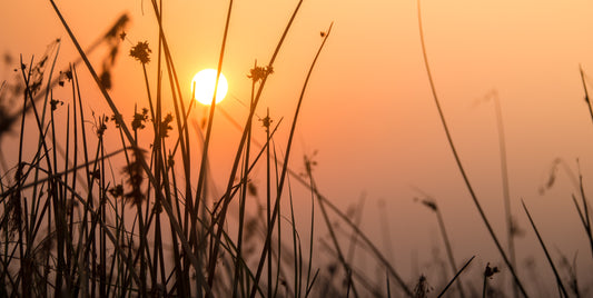 How to Protect and Prevent Sun Damage with More Than Sunscreen and Shade